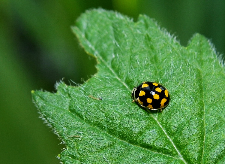 Propylea quatuordecimpunctata - Coccinella umbra